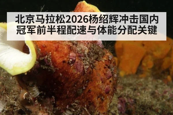 北京马拉松2026杨绍辉冲击国内冠军前半程配速与体能分配关键
